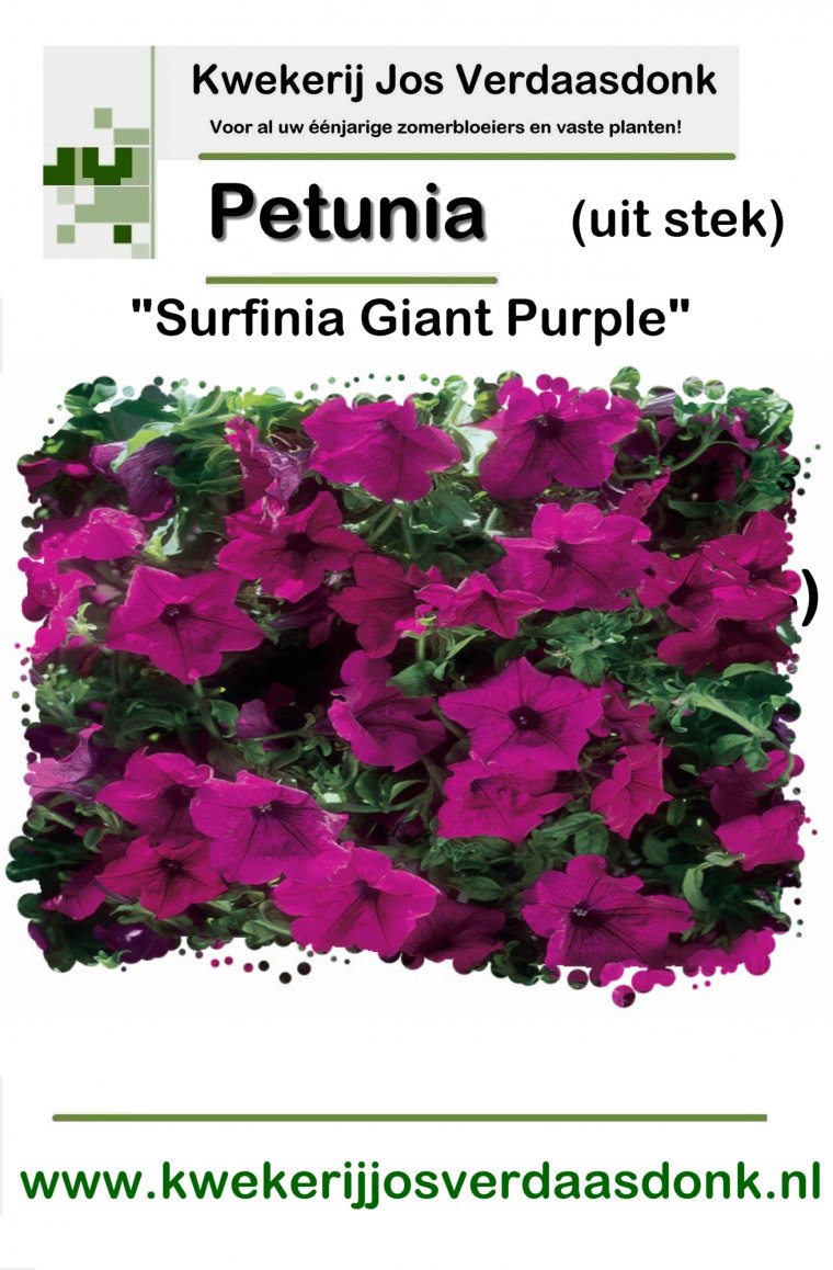 380 petunia surfinia giant purple